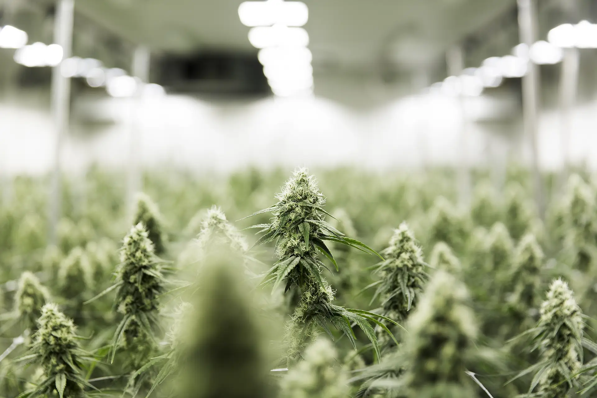 Broken Coast Growing Room showing rows of cannabis plants